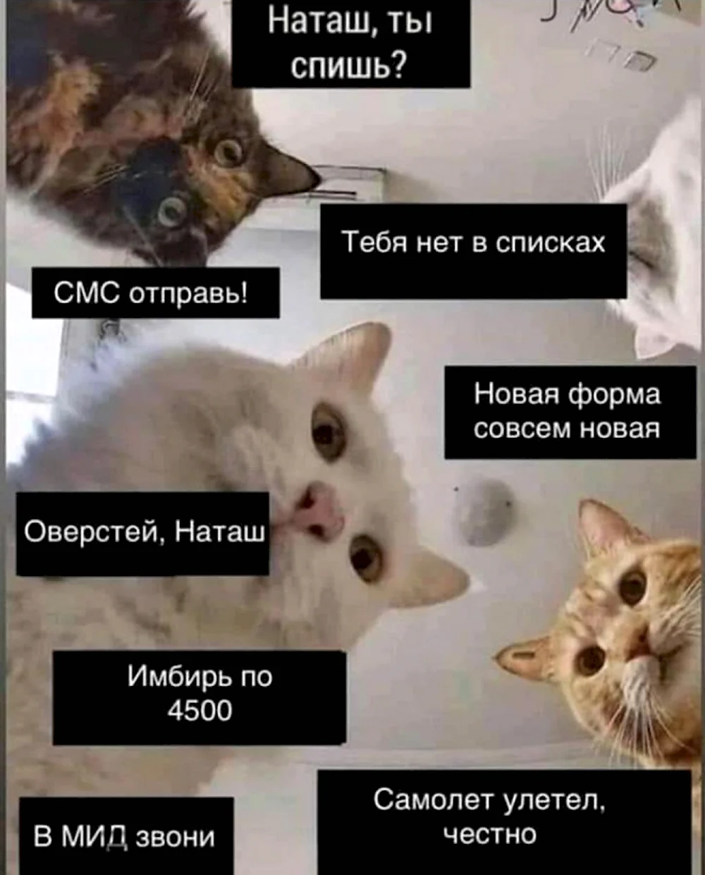 Мемы с котиками