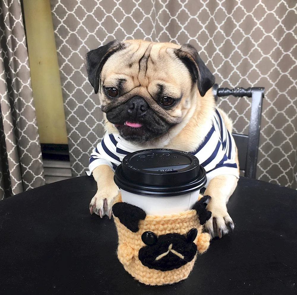 Мопс Puggy