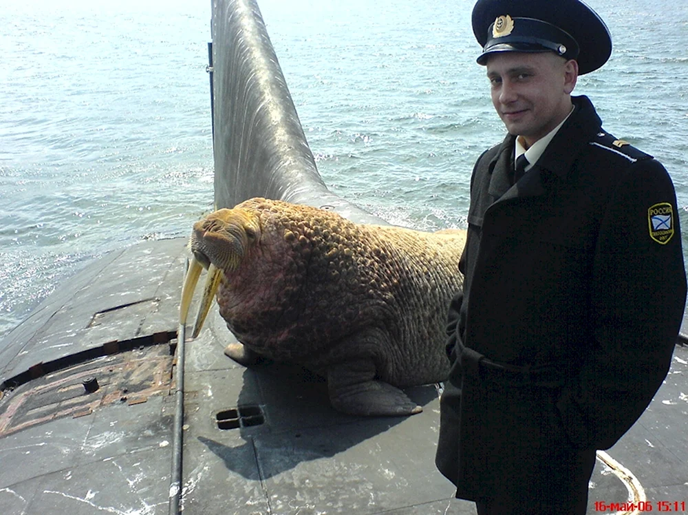 Морж уснул на Российской подводной лодке