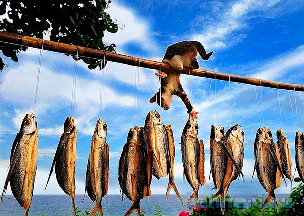 Мотиваторы рыбалка