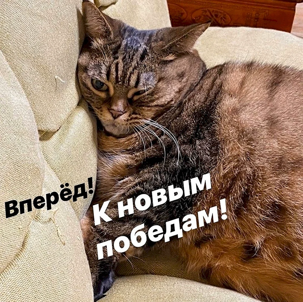 Мотивирующий котик