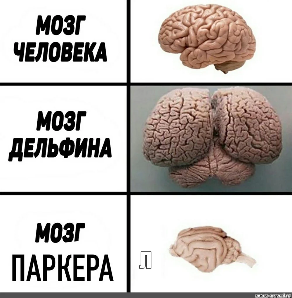 Мозг дельфина и мозг человека