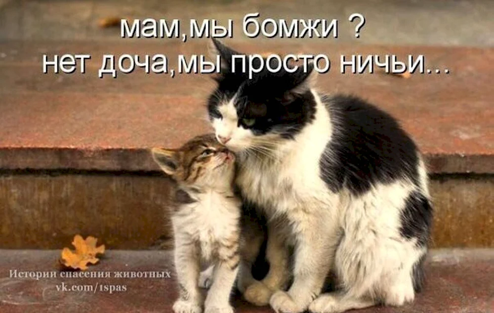 Мы любим кошек