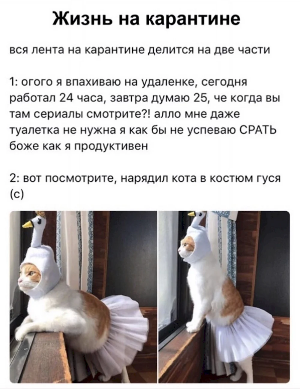 Нарядил кота в костюм гуся