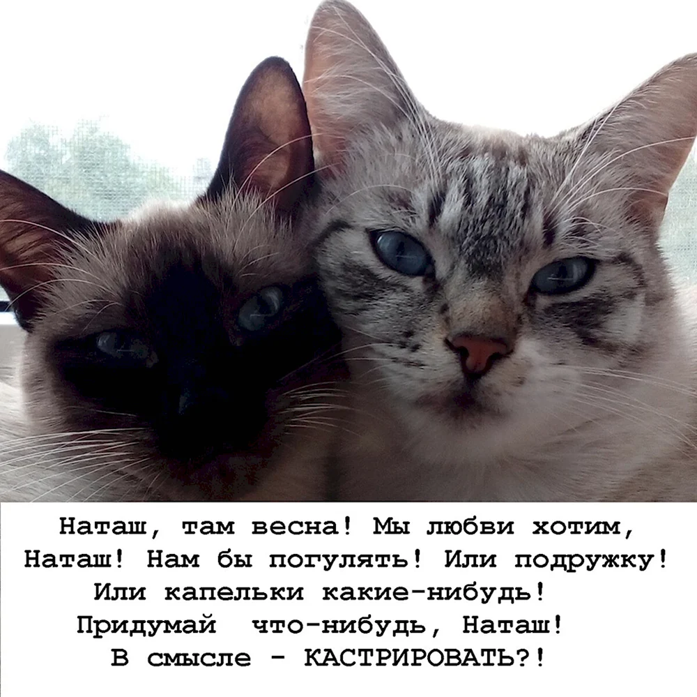 Наташа и котики