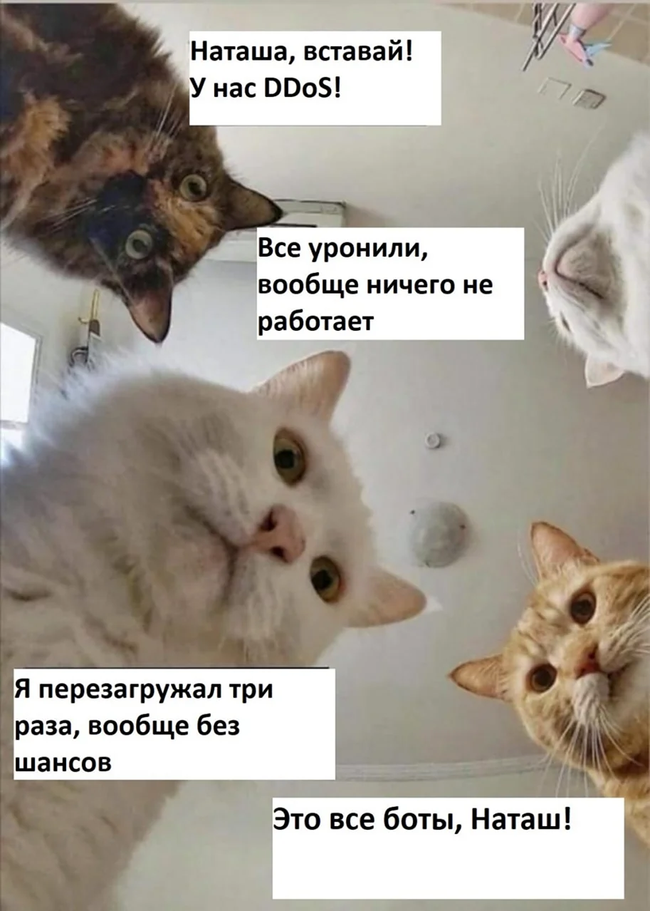 Наташа и коты