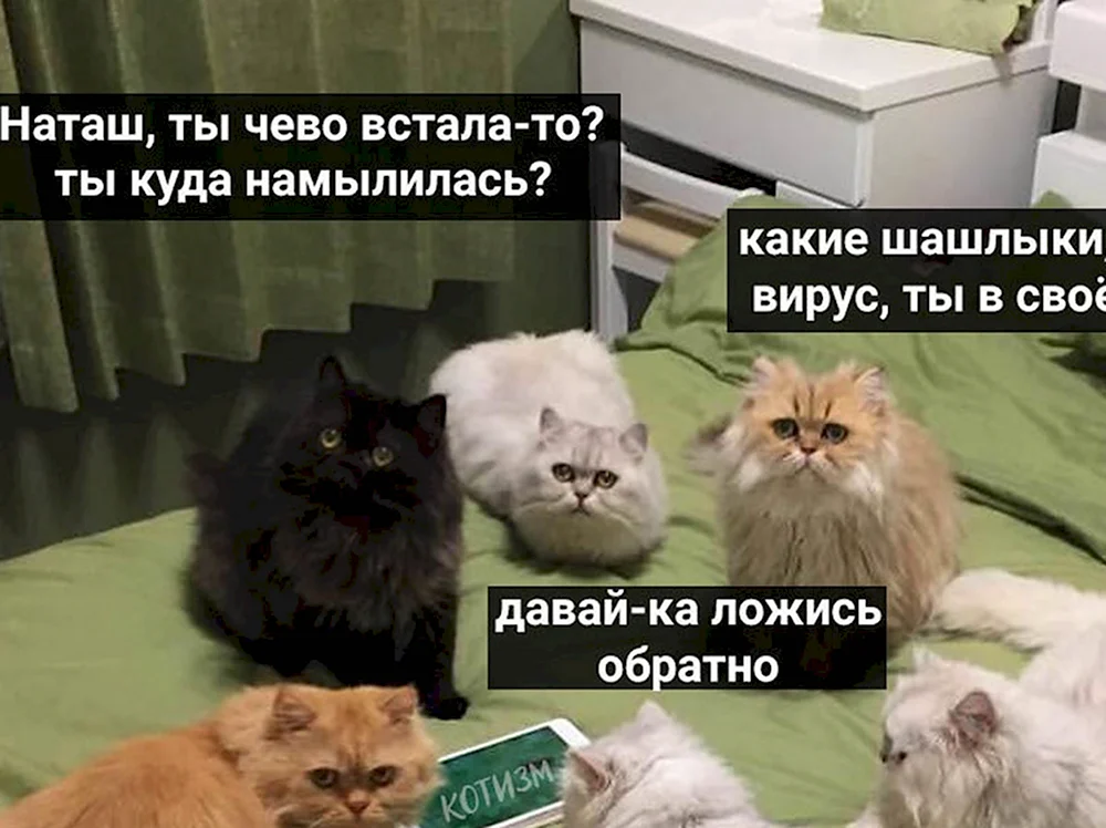 Наташа и коты мемы