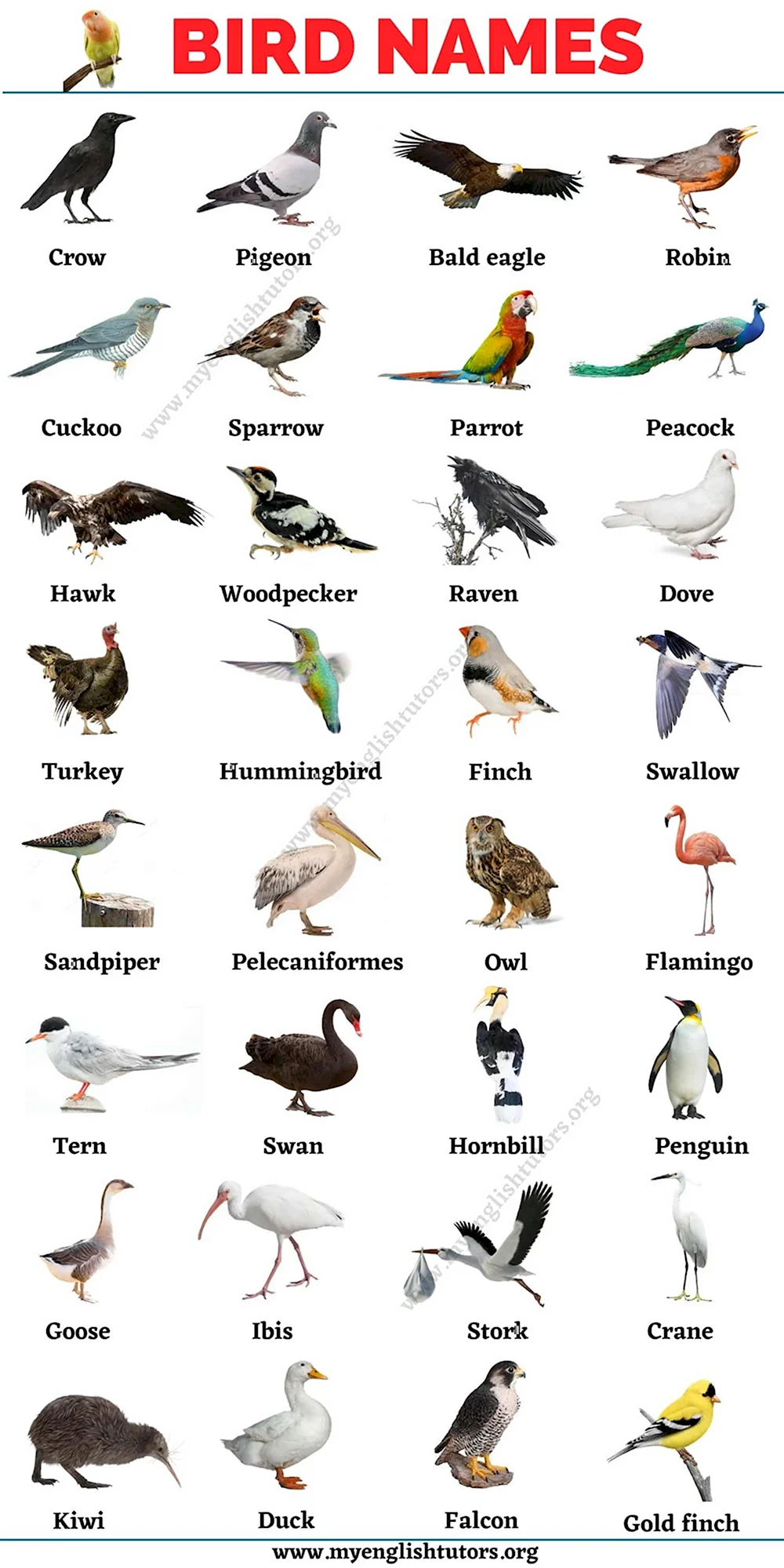 Название птиц по алфавиту