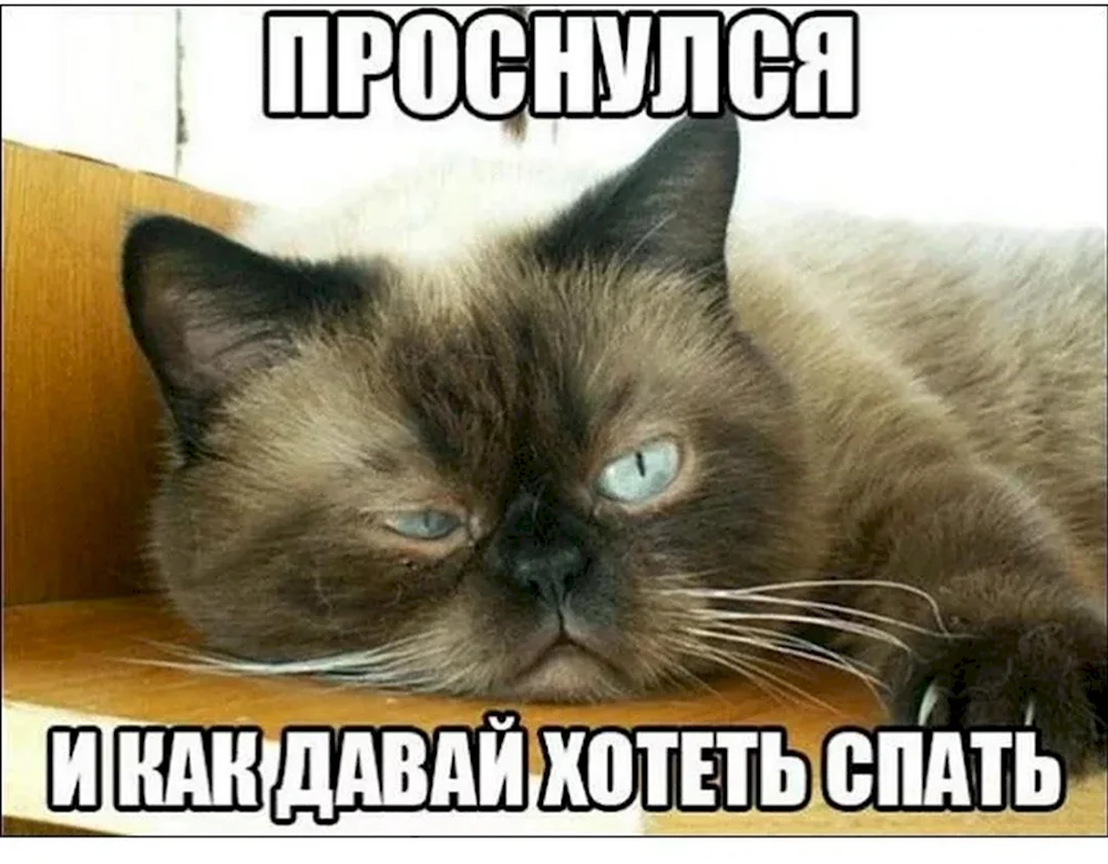 Невыспавшийся котик