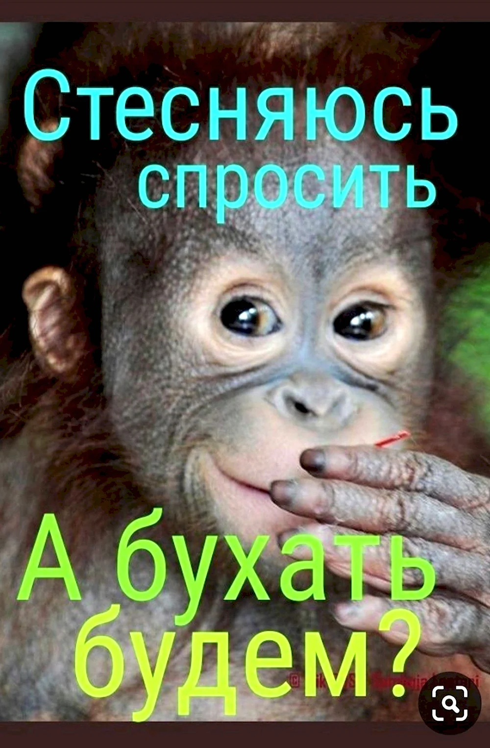 Обезьяна улыбается