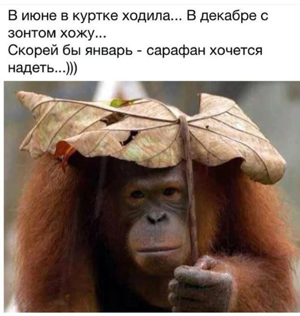 Обезьянка вонючка