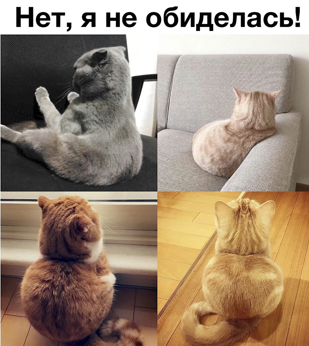 Обиженный кот