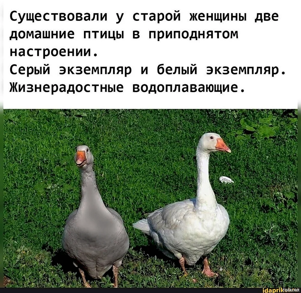 Один серый другой белый...