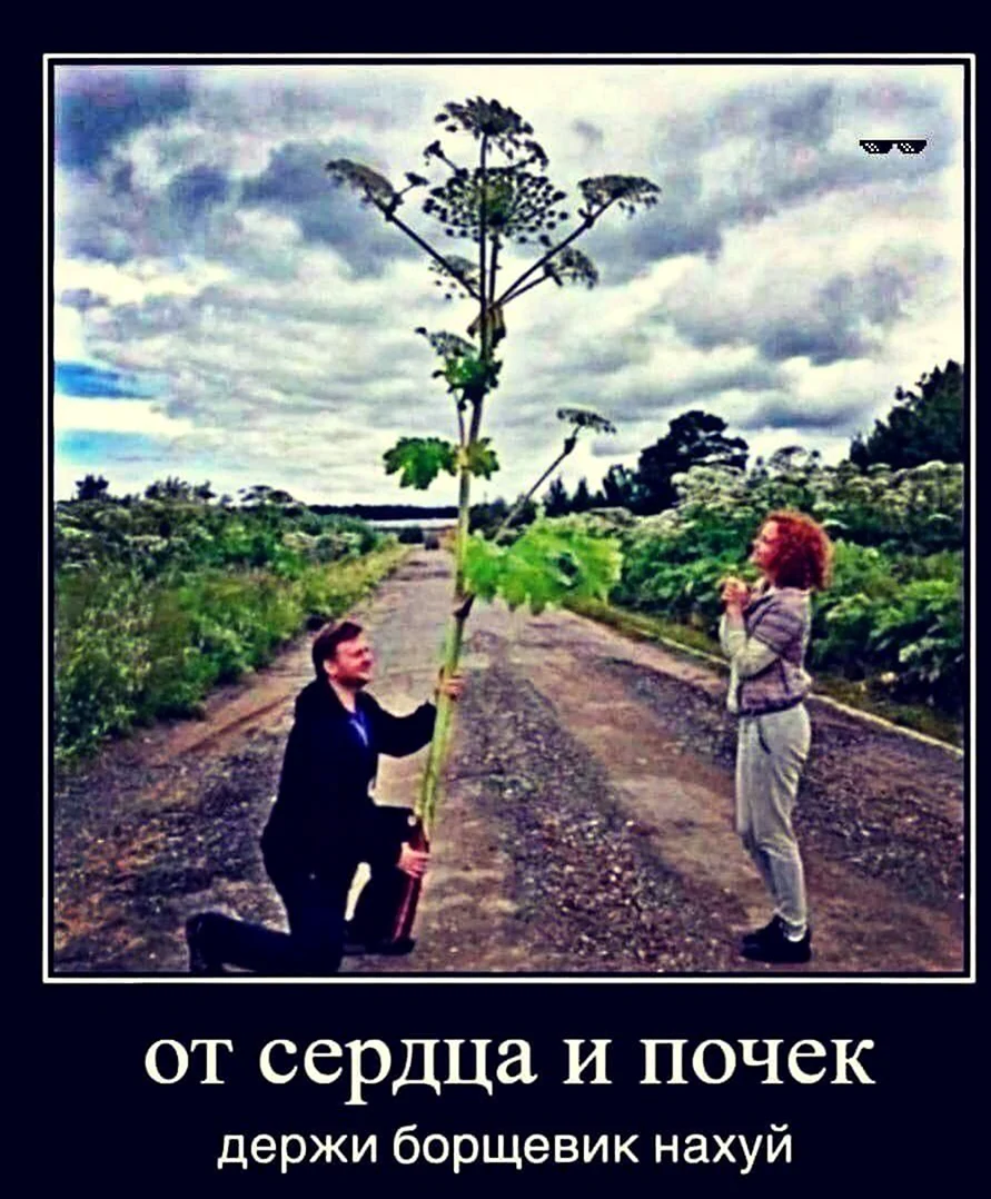 Огромный борщевик