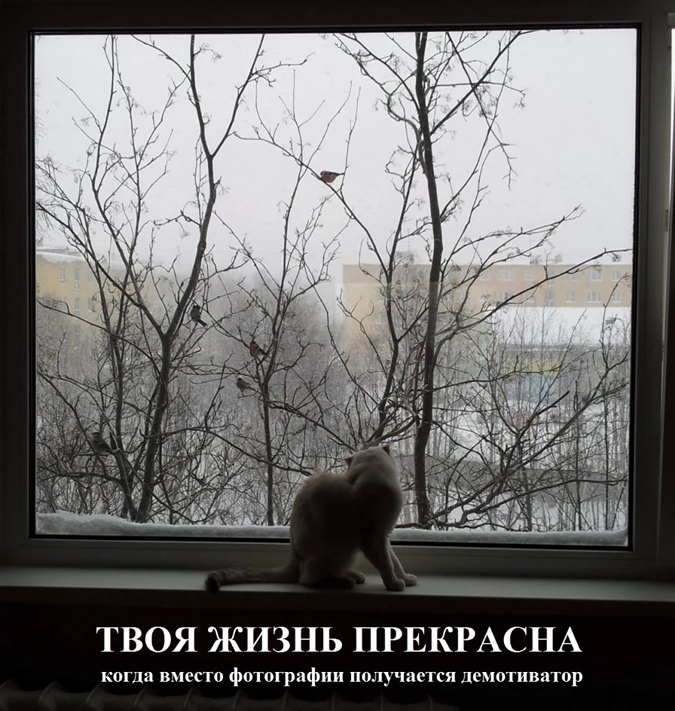 Отчаяние демотиваторы