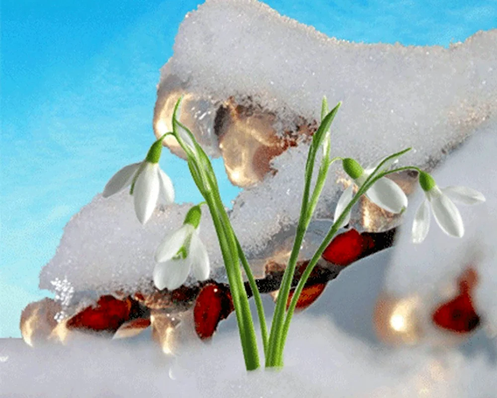 Открытки цветы на снегу