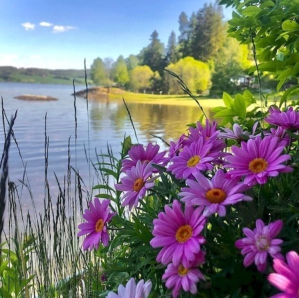 Отличного летнего денечка