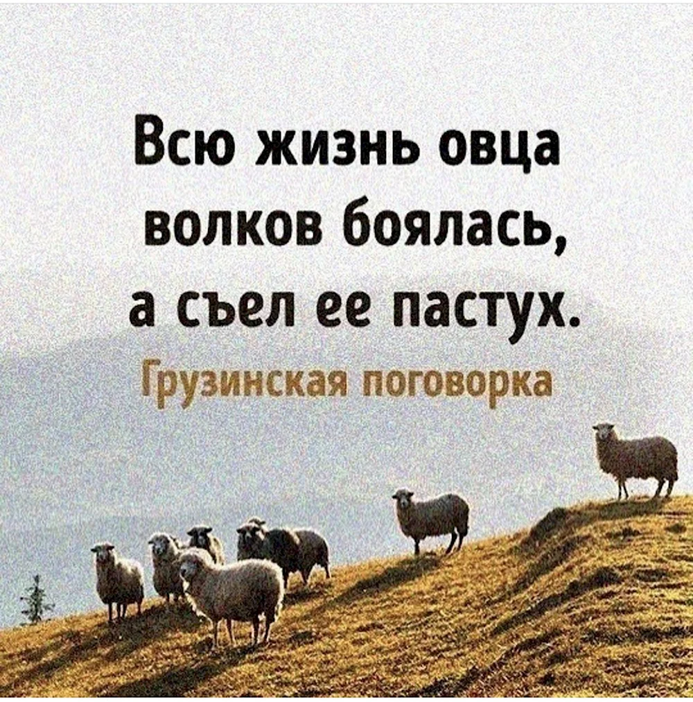 Овца боялась волка а съел ее пастух