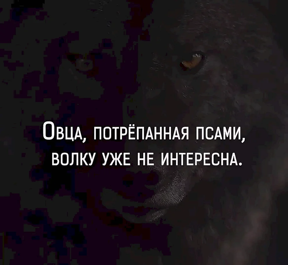 Овца потрепанная псами волку уже не интересна