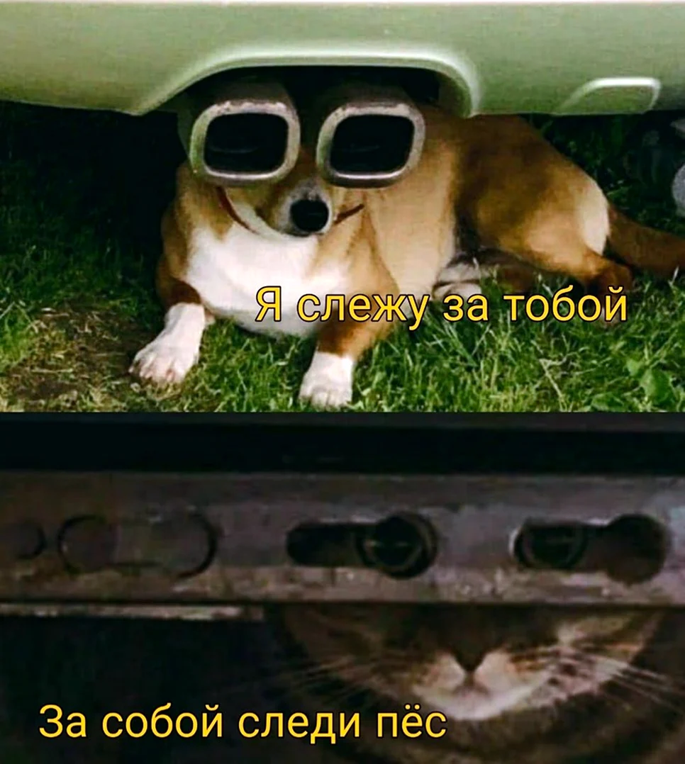 Пес следит