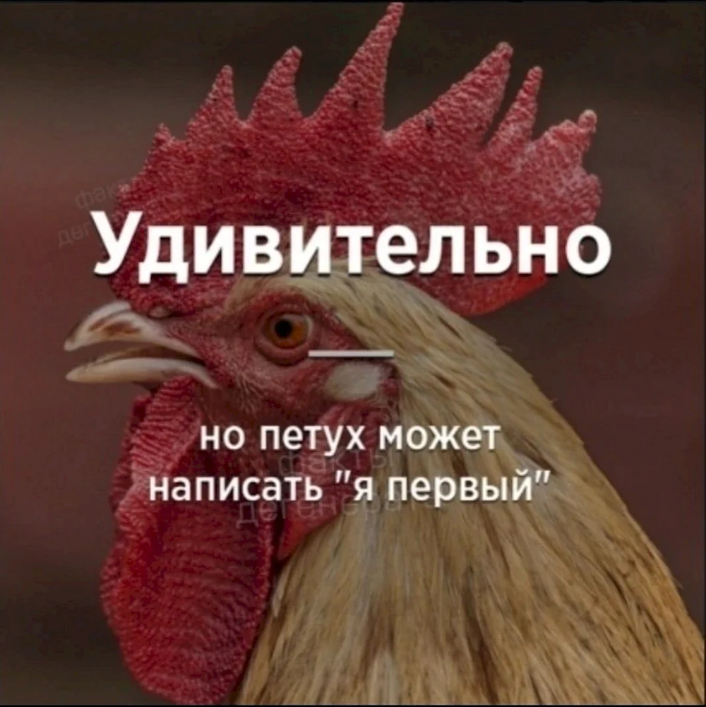 Петух мемы