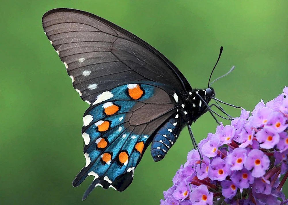 Pipevine Swallowtail бабочка