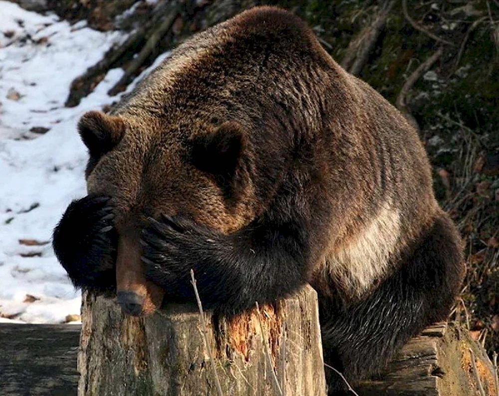 Плачущий Медвежонок