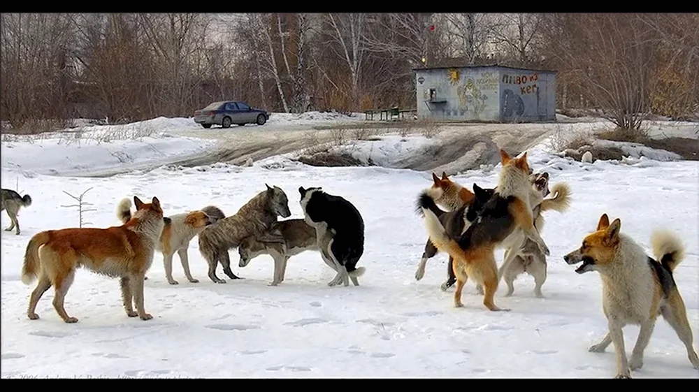 Планерка собаки