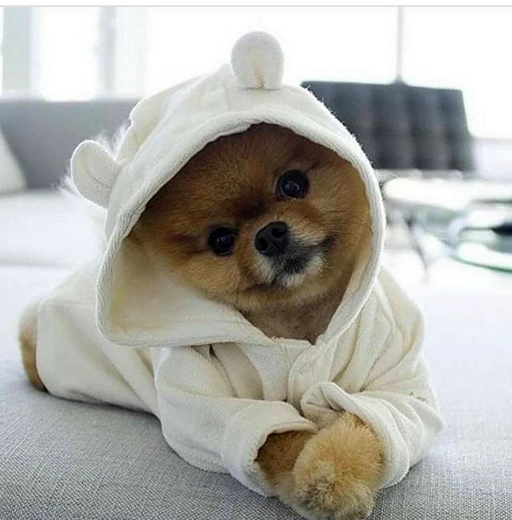 Померанский шпиц jiffpom