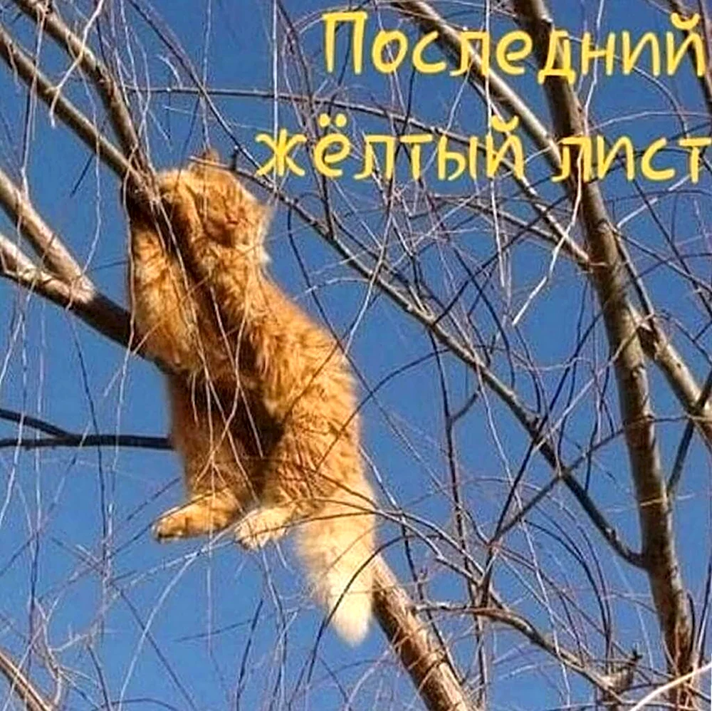 Последний желтый лист кот на дереве