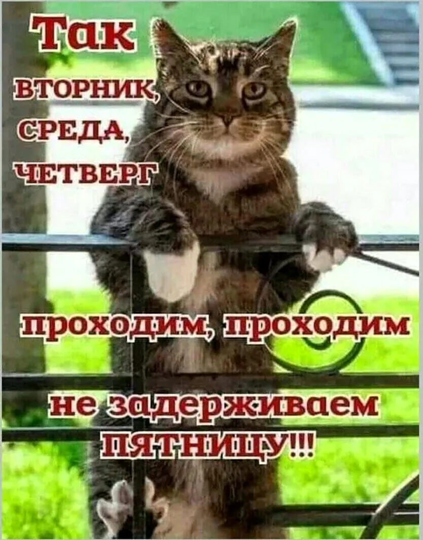 Позитивного вторника смешные