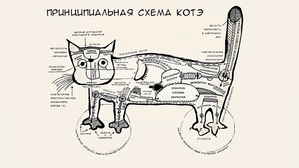 Принципиальная схема кота