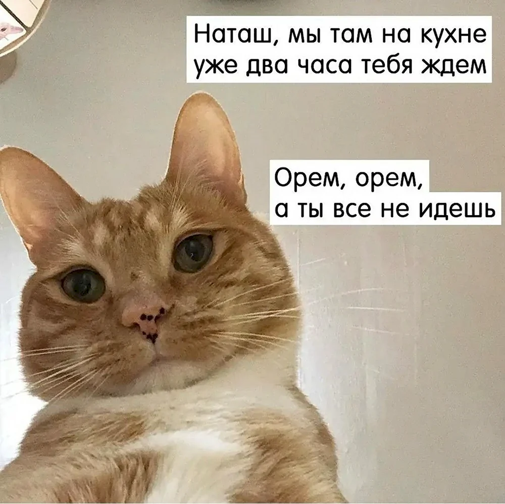 Про Наташу и котов