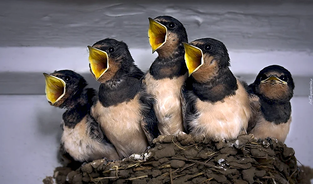 Птенцы поют