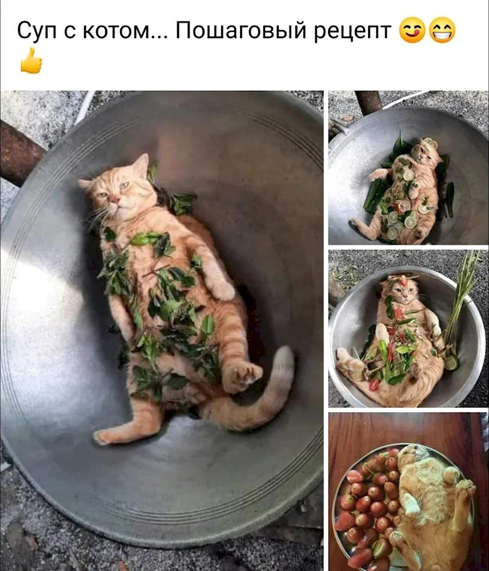 Рецепт кота