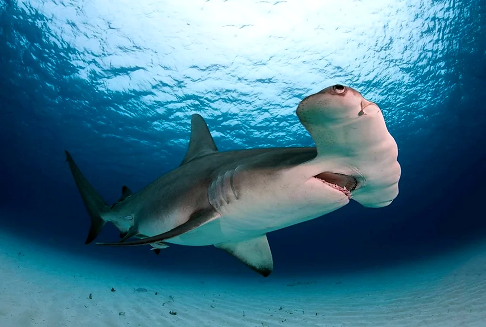 Рифовая акула молот