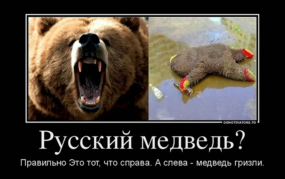 Русский медведь прикол