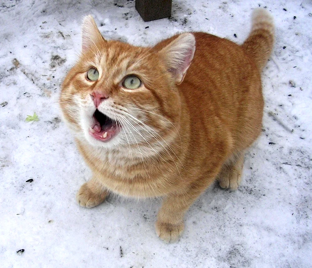 Прикольный рыжий кот. Мартовский кот. Смешные рыжие котики. Прикольные коты с подписями.