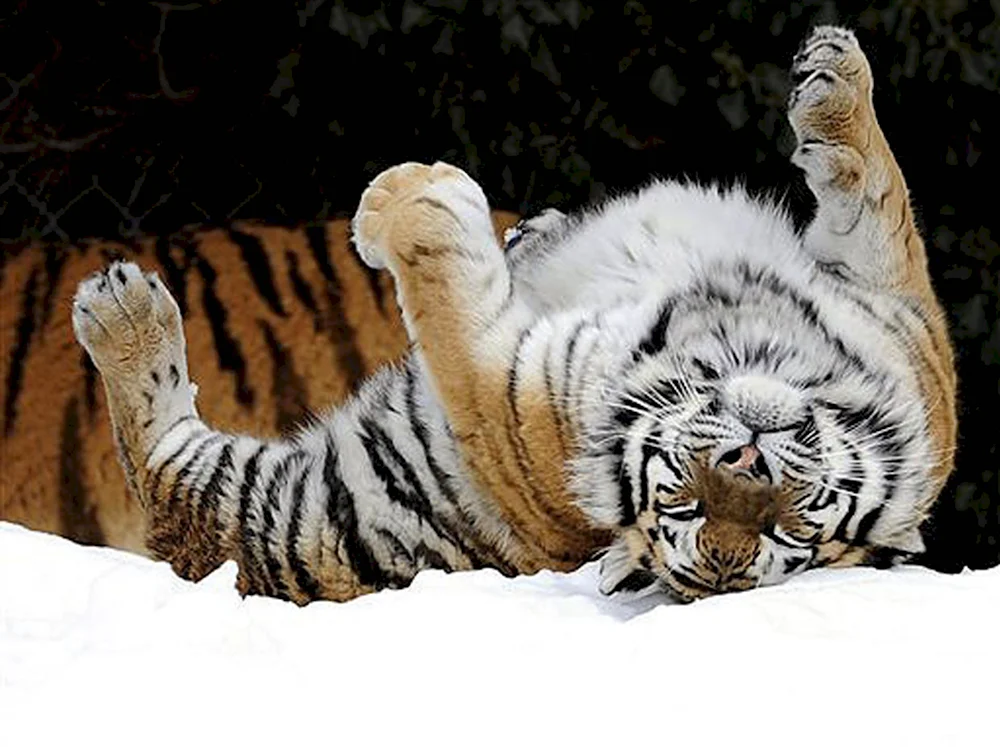 Счастливый тигр