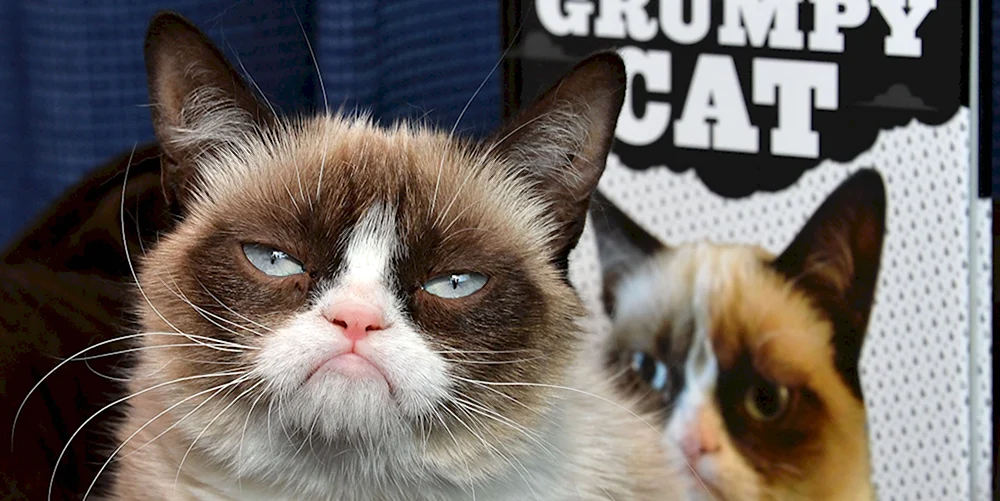 Сердитый кот Grumpy Cat