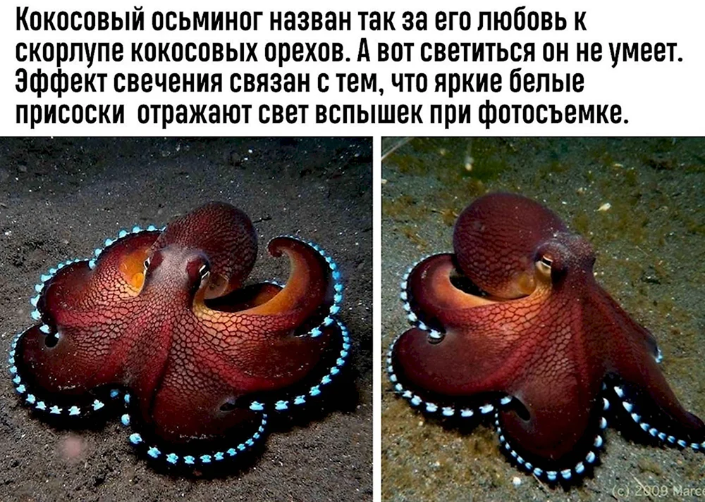 Сердце осьминога