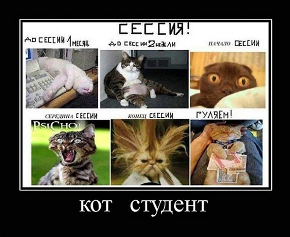 Сессия кот