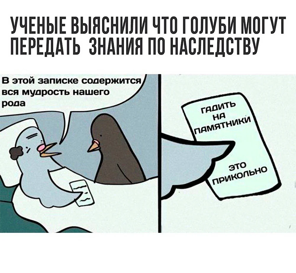 Шутки про голубей