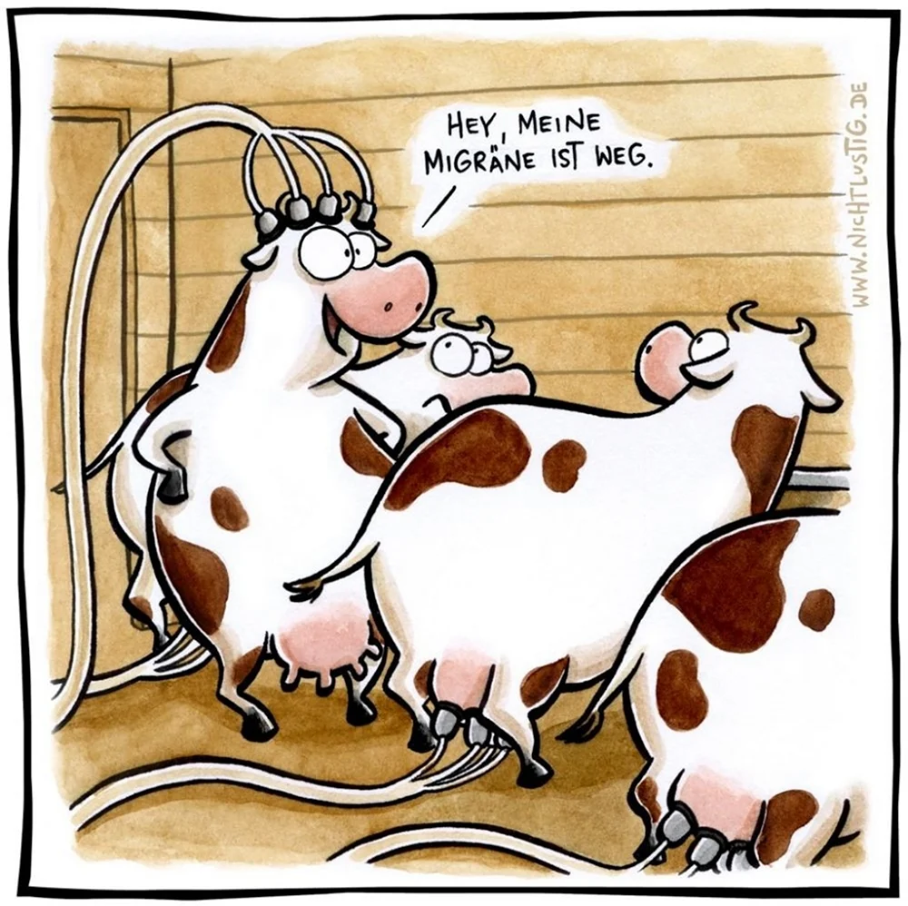 Шутки про коров