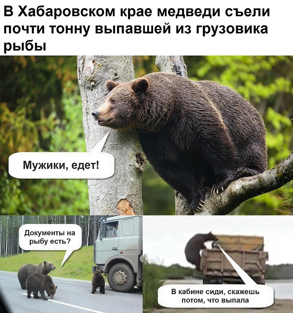 Шутки про медведя