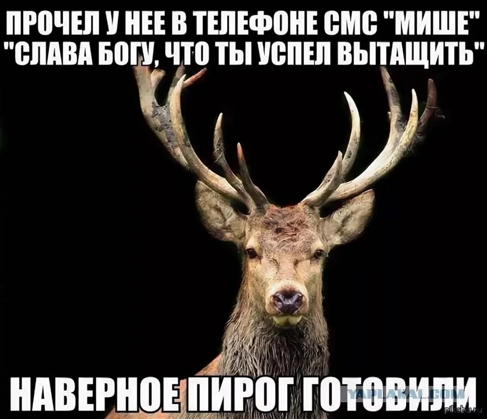 Шутки про оленей