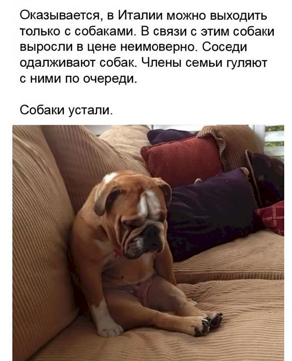 Шутки про собак