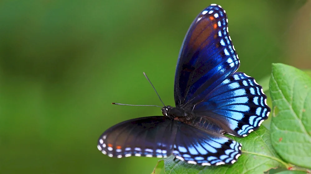 Синий Махаон бабочка