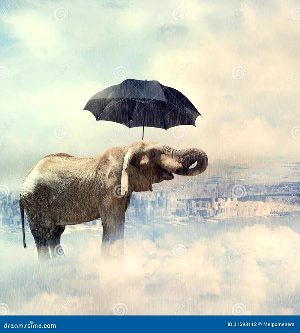 Слон под дождем