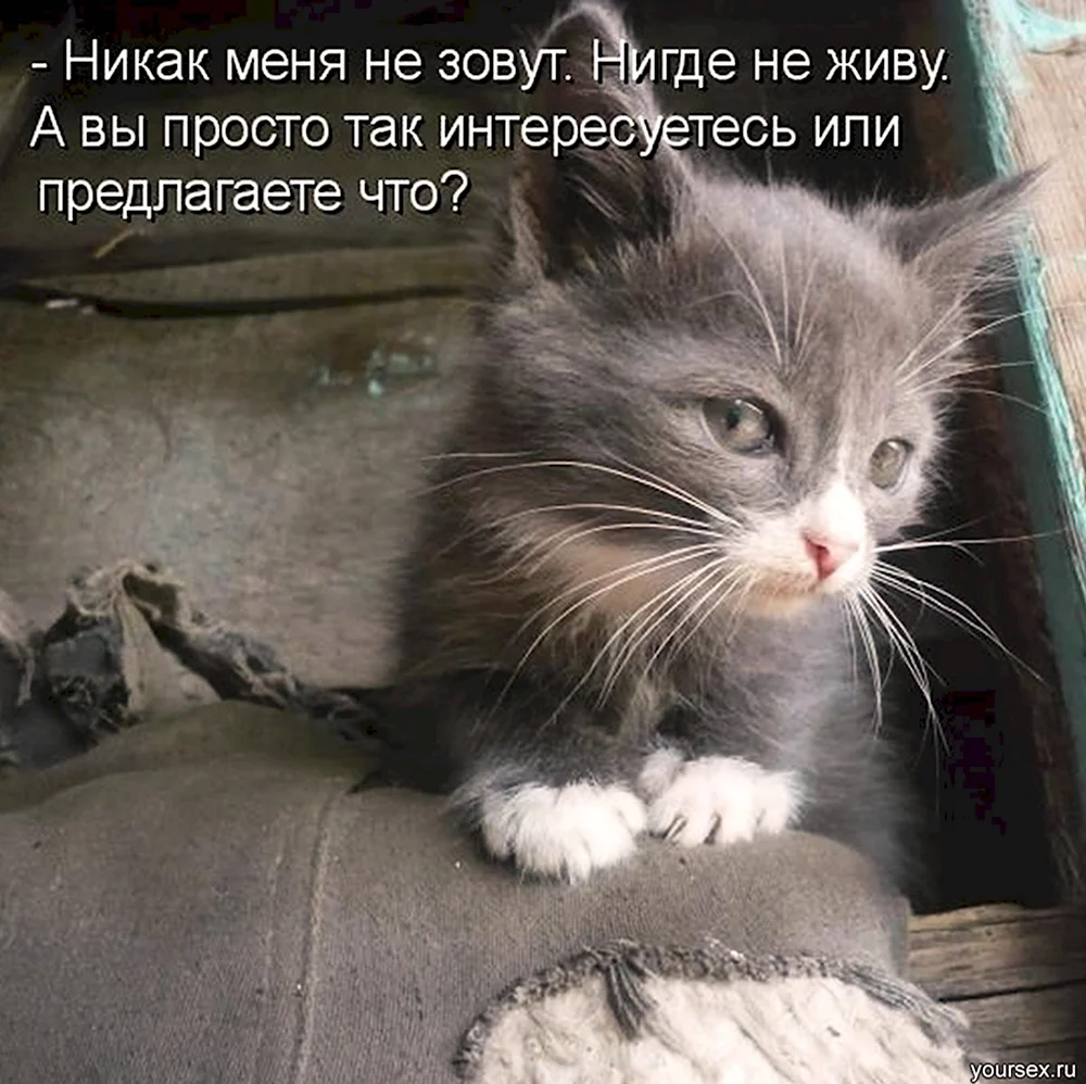 Ну быстрей тогда. Хитрые коты с надписями. Мне нужен котенок. Котоматрицы с надписями. Котенок я ничего не понимаю.